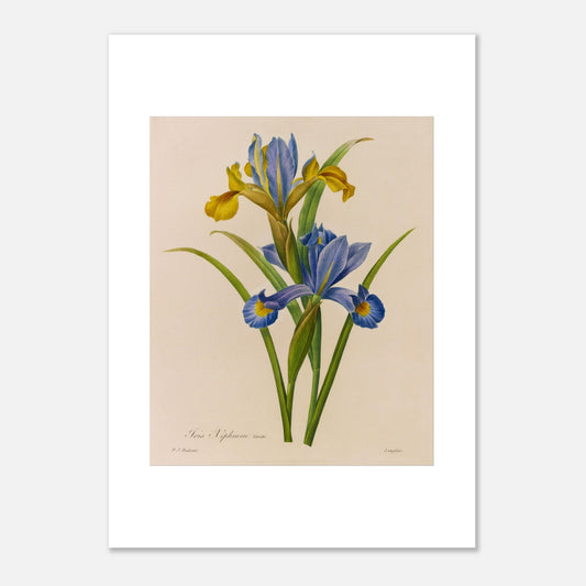 Illustration botanique Iris Xiphium par Pierre-Joseph Redouté (1827) (50x70 cm). Illustration botanique ancienne de deux iris par Pierre-Joseph Redouté, l'un aux pétales bleus et jaunes, l'autre jaune.