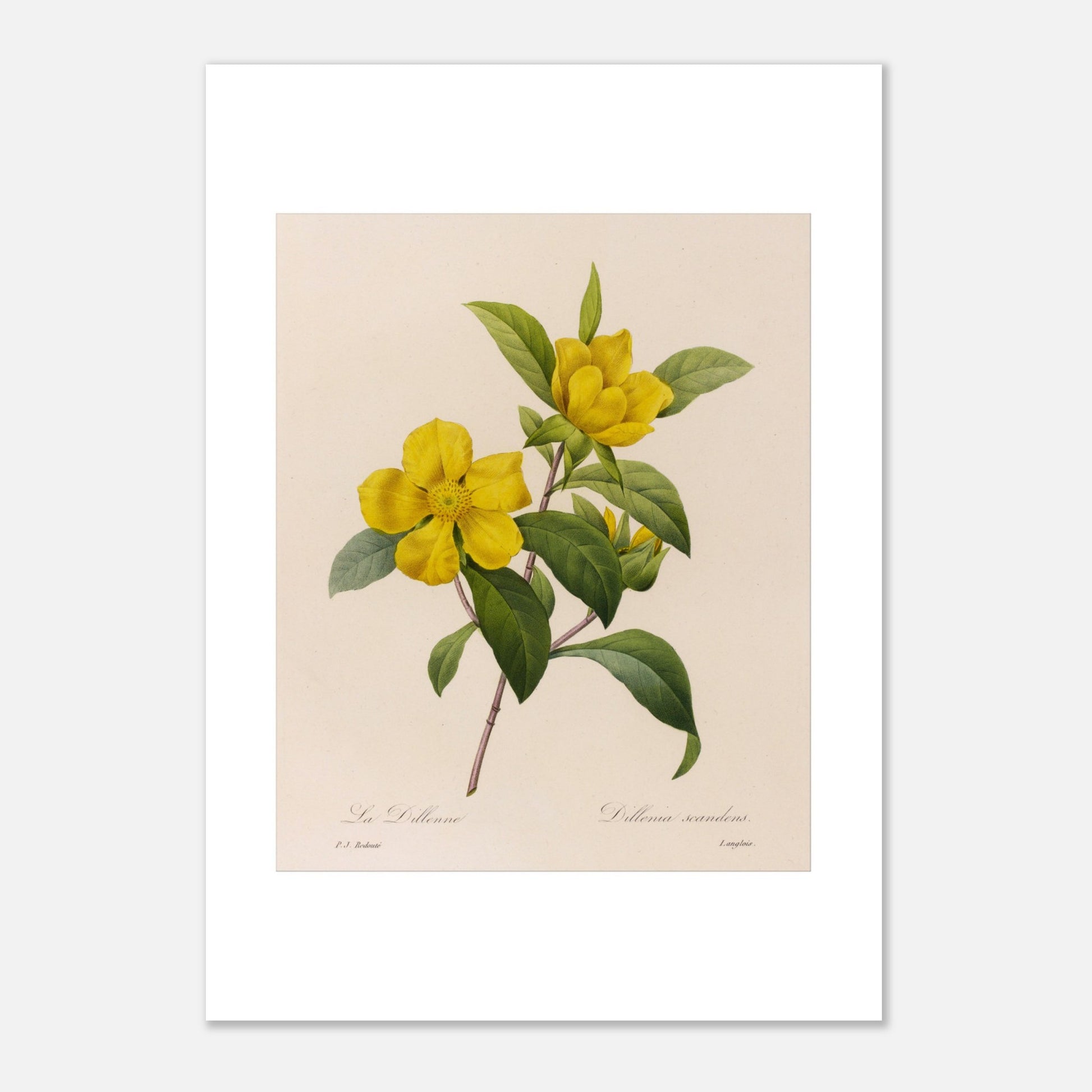 Illustration botanique La Dillenna par Pierre-Joseph Redouté (21x29,7 cm (A4)). Planche botanique ancienne de Pierre-Joseph Redouté représentant des fleurs jaunes de La Dillenia sur des tiges vertes avec des feuilles.