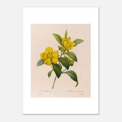 Illustration botanique La Dillenna par Pierre-Joseph Redouté (21x29,7 cm (A4)). Planche botanique ancienne de Pierre-Joseph Redouté représentant des fleurs jaunes de La Dillenia sur des tiges vertes avec des feuilles.