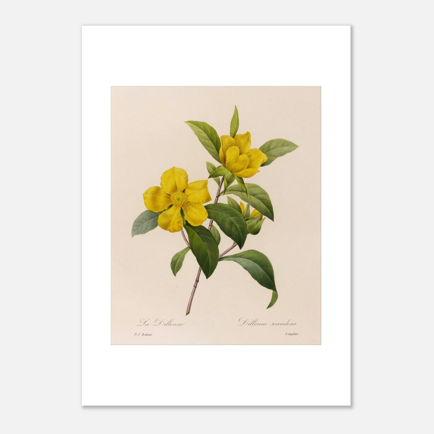 Illustration botanique La Dillenna par Pierre-Joseph Redouté (29,7x42 cm (A3)). Planche botanique ancienne de Pierre-Joseph Redouté représentant des fleurs jaunes de La Dillenia sur des tiges vertes avec des feuilles.