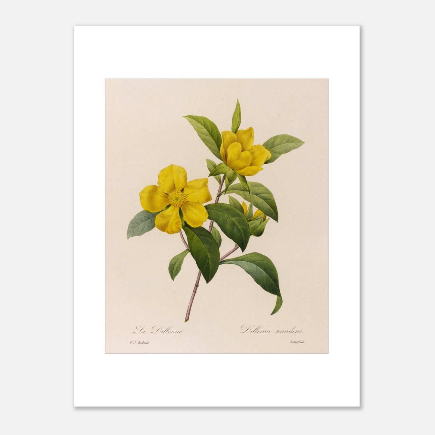 Illustration botanique La Dillenna par Pierre-Joseph Redouté (30x40 cm). Planche botanique ancienne de Pierre-Joseph Redouté représentant des fleurs jaunes de La Dillenia sur des tiges vertes avec des feuilles.