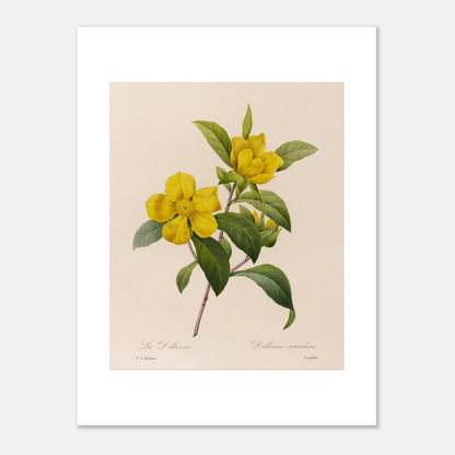 Illustration botanique La Dillenna par Pierre-Joseph Redouté (30x40 cm). Planche botanique ancienne de Pierre-Joseph Redouté représentant des fleurs jaunes de La Dillenia sur des tiges vertes avec des feuilles.