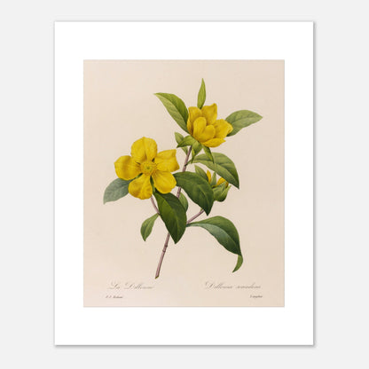 Illustration botanique La Dillenna par Pierre-Joseph Redouté (40x50 cm). Planche botanique ancienne de Pierre-Joseph Redouté représentant des fleurs jaunes de La Dillenia sur des tiges vertes avec des feuilles.
