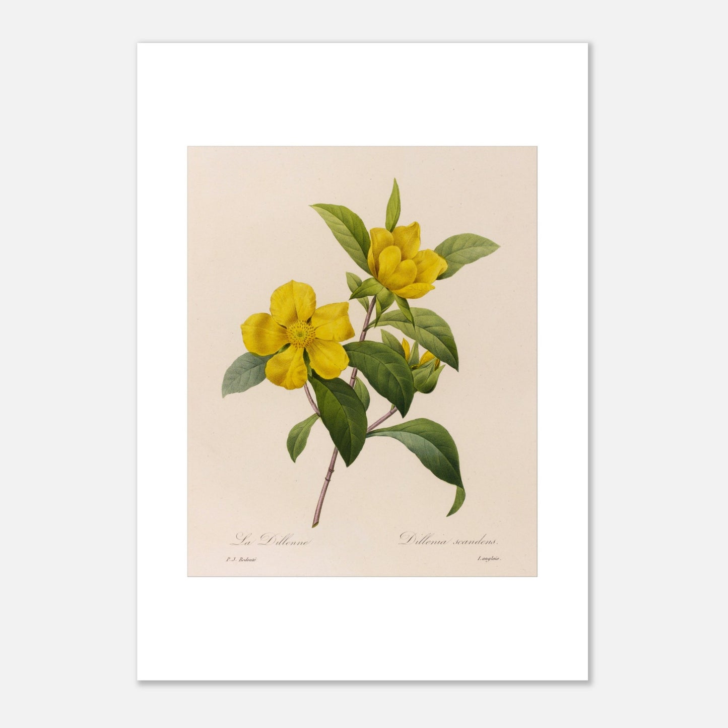 Illustration botanique La Dillenna par Pierre-Joseph Redouté (42x59,4 cm (A2)). Planche botanique ancienne de Pierre-Joseph Redouté représentant des fleurs jaunes de La Dillenia sur des tiges vertes avec des feuilles.