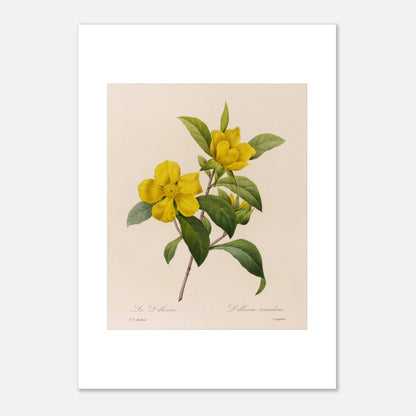 Illustration botanique La Dillenna par Pierre-Joseph Redouté (42x59,4 cm (A2)). Planche botanique ancienne de Pierre-Joseph Redouté représentant des fleurs jaunes de La Dillenia sur des tiges vertes avec des feuilles.