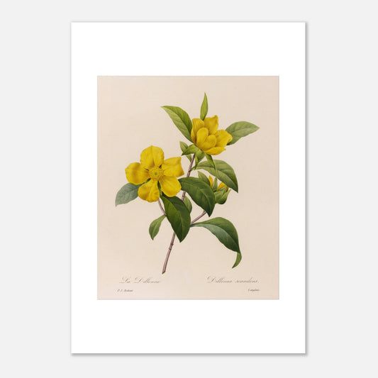 Illustration botanique La Dillenna par Pierre-Joseph Redouté (42x59,4 cm (A2)). Planche botanique ancienne de Pierre-Joseph Redouté représentant des fleurs jaunes de La Dillenia sur des tiges vertes avec des feuilles.