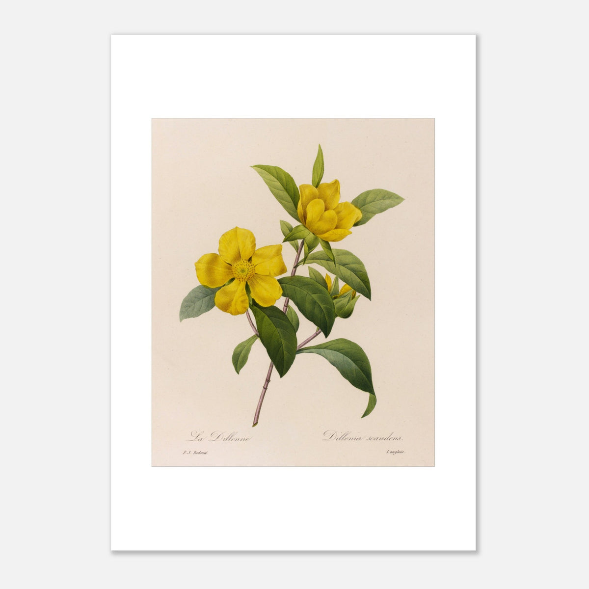 Botanische Illustration Dillennia von Pierre-Joseph Redouté (42x59,4 cm (A2)). Antike botanische Tafel von Pierre-Joseph Redouté, die gelbe Dillenia-Blüten auf grünen Stielen mit Blättern zeigt.