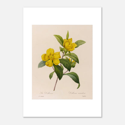 Illustration botanique La Dillenna par Pierre-Joseph Redouté (50x70 cm). Planche botanique ancienne de Pierre-Joseph Redouté représentant des fleurs jaunes de La Dillenia sur des tiges vertes avec des feuilles.