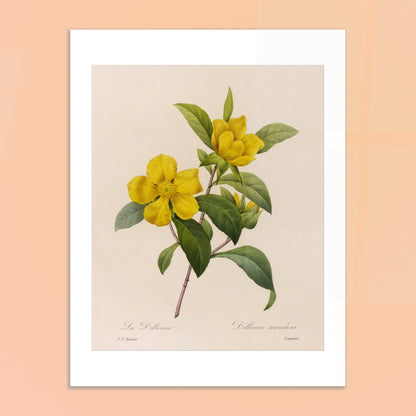 Illustration botanique La Dillenna par Pierre-Joseph Redouté. Planche botanique ancienne de Pierre-Joseph Redouté représentant des fleurs jaunes de La Dillenia sur des tiges vertes avec des feuilles. Image d'illustration 6