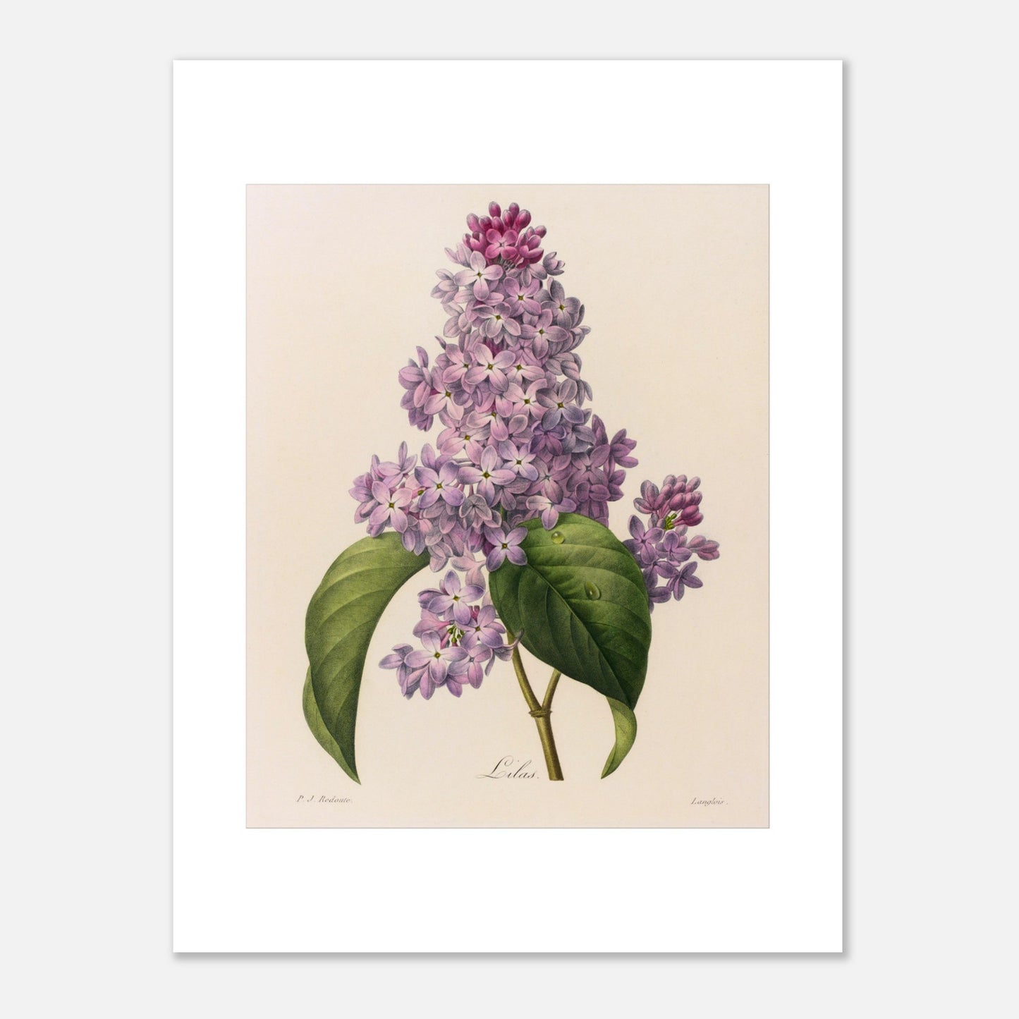 Illustration ancienne Lilas (Syringa vulgaris) par Pierre-Joseph Redouté (30x40 cm). Planche botanique ancienne de Pierre-Joseph Redouté représentant une branche de Lilas (Syringa vulgaris) avec des feuilles vertes et une grappe de petites fleurs violettes.