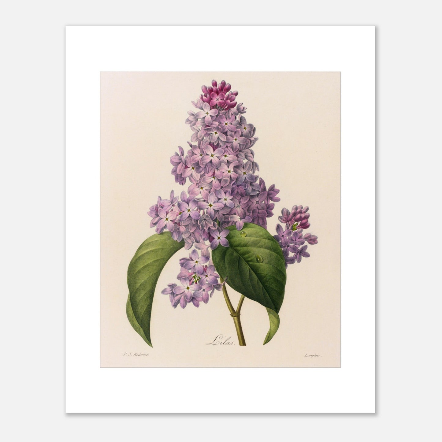 Illustration ancienne Lilas (Syringa vulgaris) par Pierre-Joseph Redouté (40x50 cm). Planche botanique ancienne de Pierre-Joseph Redouté représentant une branche de Lilas (Syringa vulgaris) avec des feuilles vertes et une grappe de petites fleurs violettes.