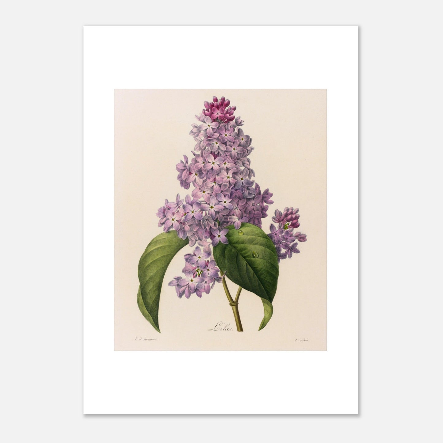 Illustration ancienne Lilas (Syringa vulgaris) par Pierre-Joseph Redouté (42x59,4 cm (A2)). Planche botanique ancienne de Pierre-Joseph Redouté représentant une branche de Lilas (Syringa vulgaris) avec des feuilles vertes et une grappe de petites fleurs violettes.