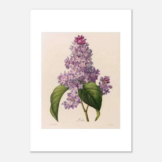Illustration ancienne Lilas (Syringa vulgaris) par Pierre-Joseph Redouté (50x70 cm). Planche botanique ancienne de Pierre-Joseph Redouté représentant une branche de Lilas (Syringa vulgaris) avec des feuilles vertes et une grappe de petites fleurs violettes.