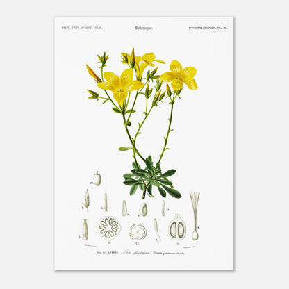 Illustration botanique du Lin glanduleux - Charles d'Orbigny (29,7x42 cm (A3)). Illustration botanique de fleurs de lin glanduleux jaunes, avec des détails anatomiques de la plante