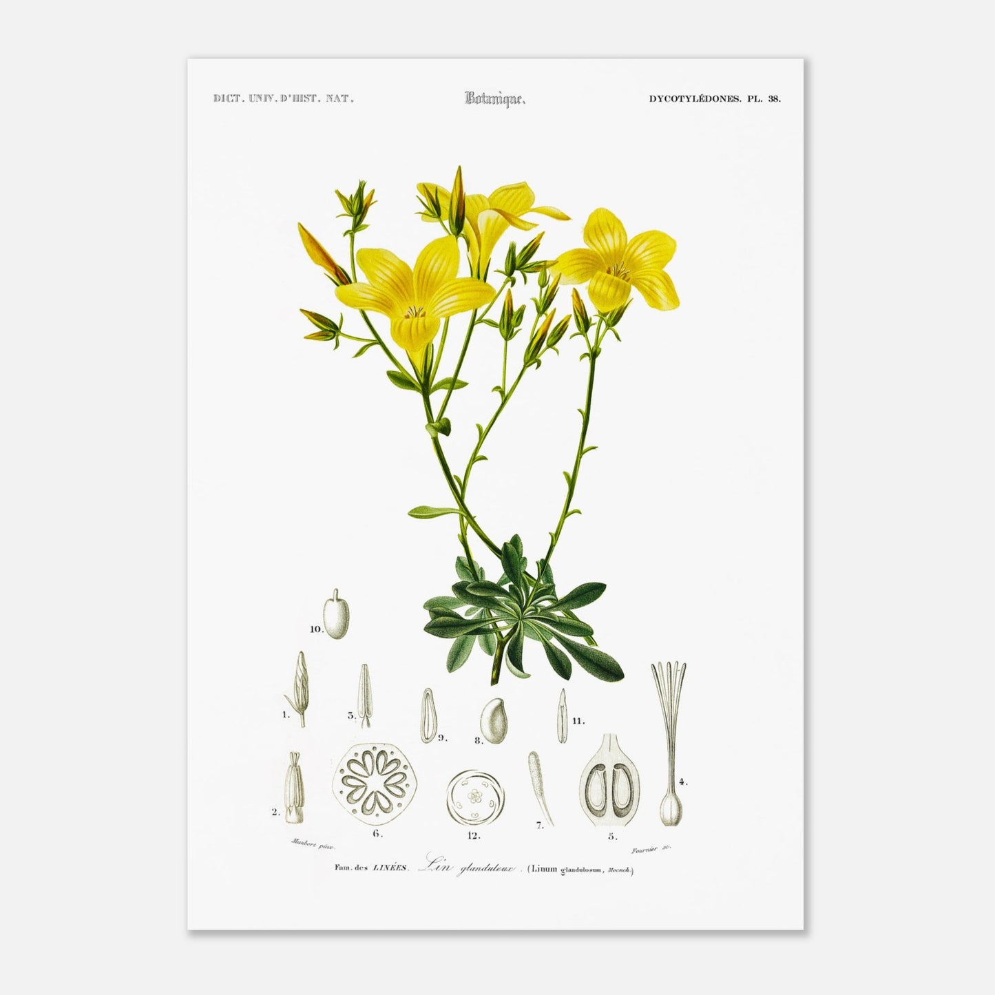 Illustration botanique du Lin glanduleux - Charles d'Orbigny (42x59,4 cm (A2)). Illustration botanique de fleurs de lin glanduleux jaunes, avec des détails anatomiques de la plante