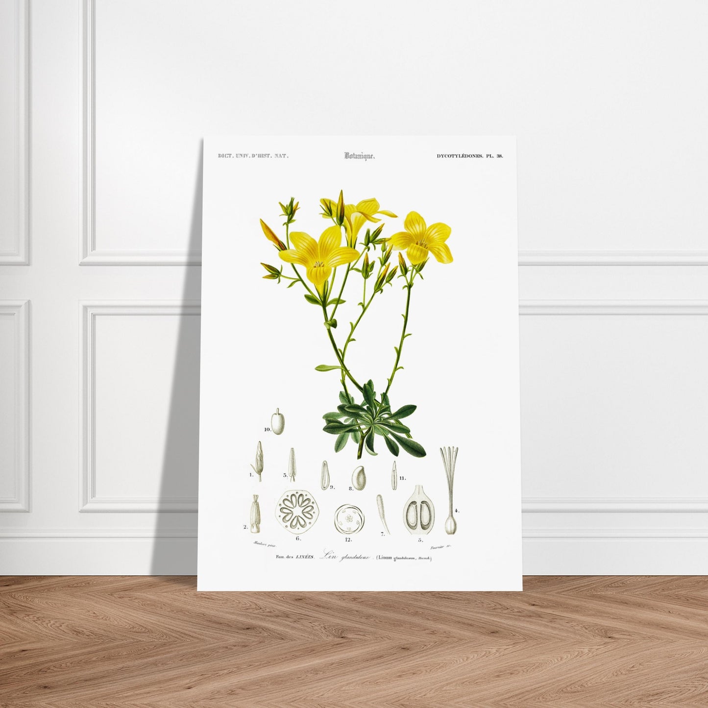 Illustration botanique du Lin glanduleux - Charles d'Orbigny. Illustration botanique de fleurs de lin glanduleux jaunes, avec des détails anatomiques de la plante Image d'illustration 5