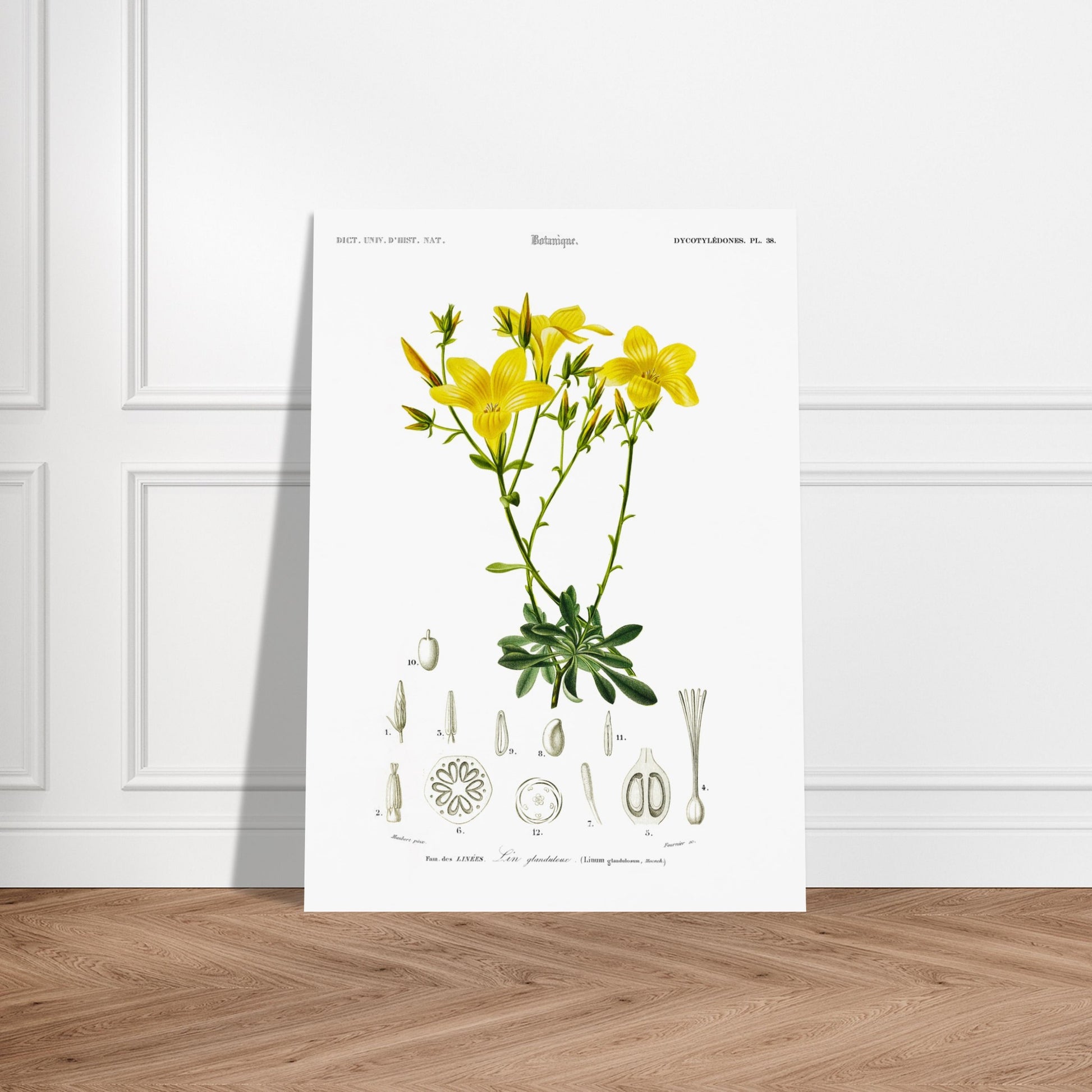 Illustration botanique du Lin glanduleux - Charles d'Orbigny. Illustration botanique de fleurs de lin glanduleux jaunes, avec des détails anatomiques de la plante Image d'illustration 5