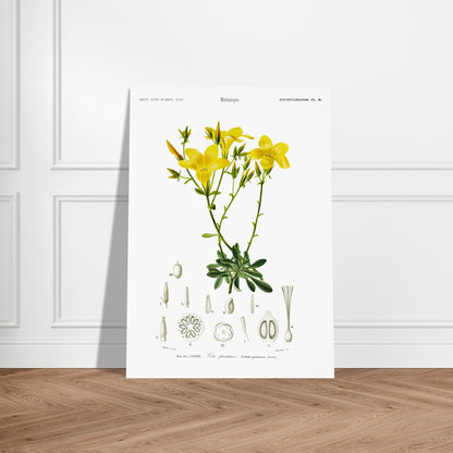 Illustration botanique du Lin glanduleux - Charles d'Orbigny. Illustration botanique de fleurs de lin glanduleux jaunes, avec des détails anatomiques de la plante Image d'illustration 5