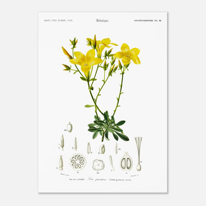 Illustration botanique du Lin glanduleux - Charles d'Orbigny (50x70 cm). Illustration botanique de fleurs de lin glanduleux jaunes, avec des détails anatomiques de la plante