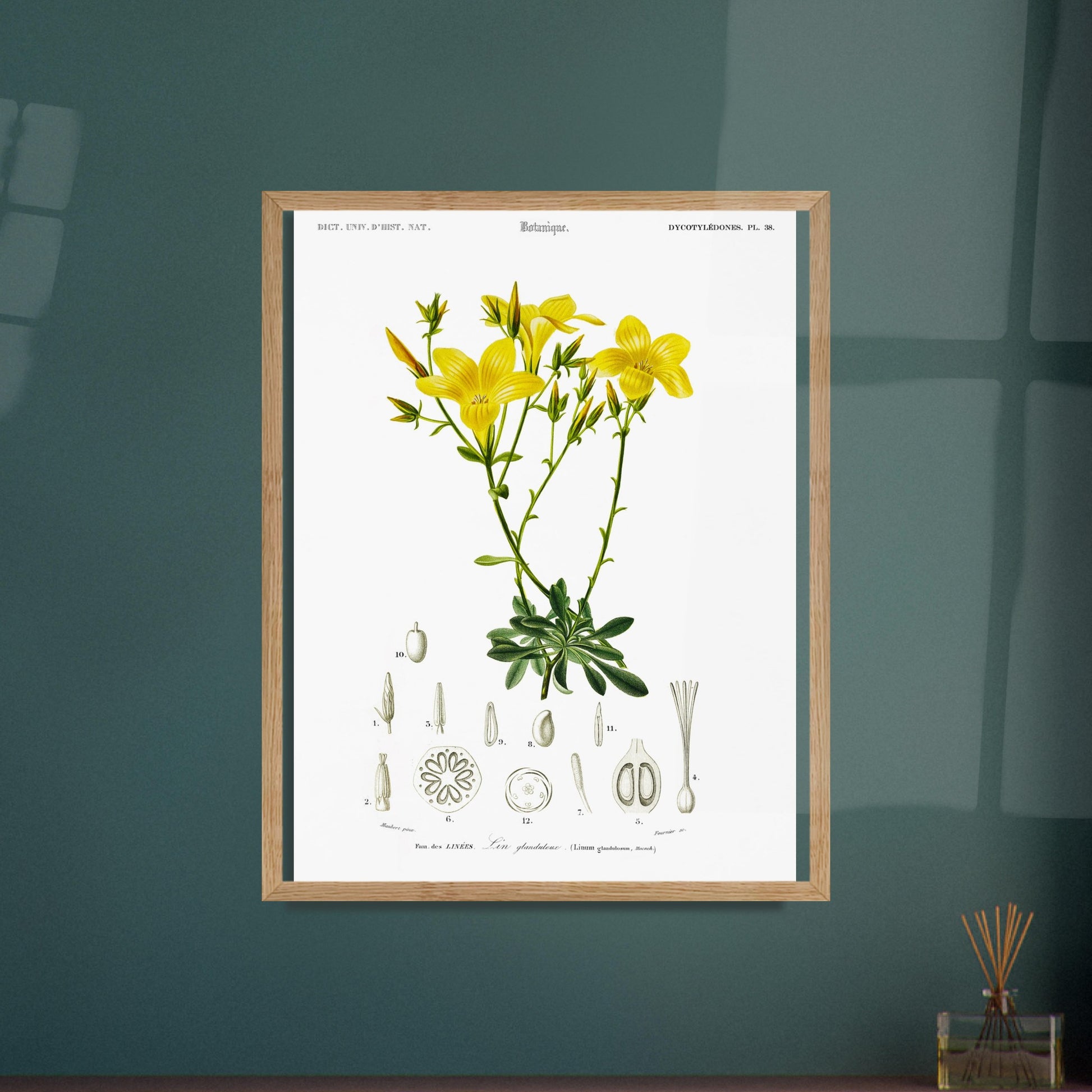 Illustration botanique du Lin glanduleux - Charles d'Orbigny. Illustration botanique de fleurs de lin glanduleux jaunes, avec des détails anatomiques de la plante Image d'illustration 6