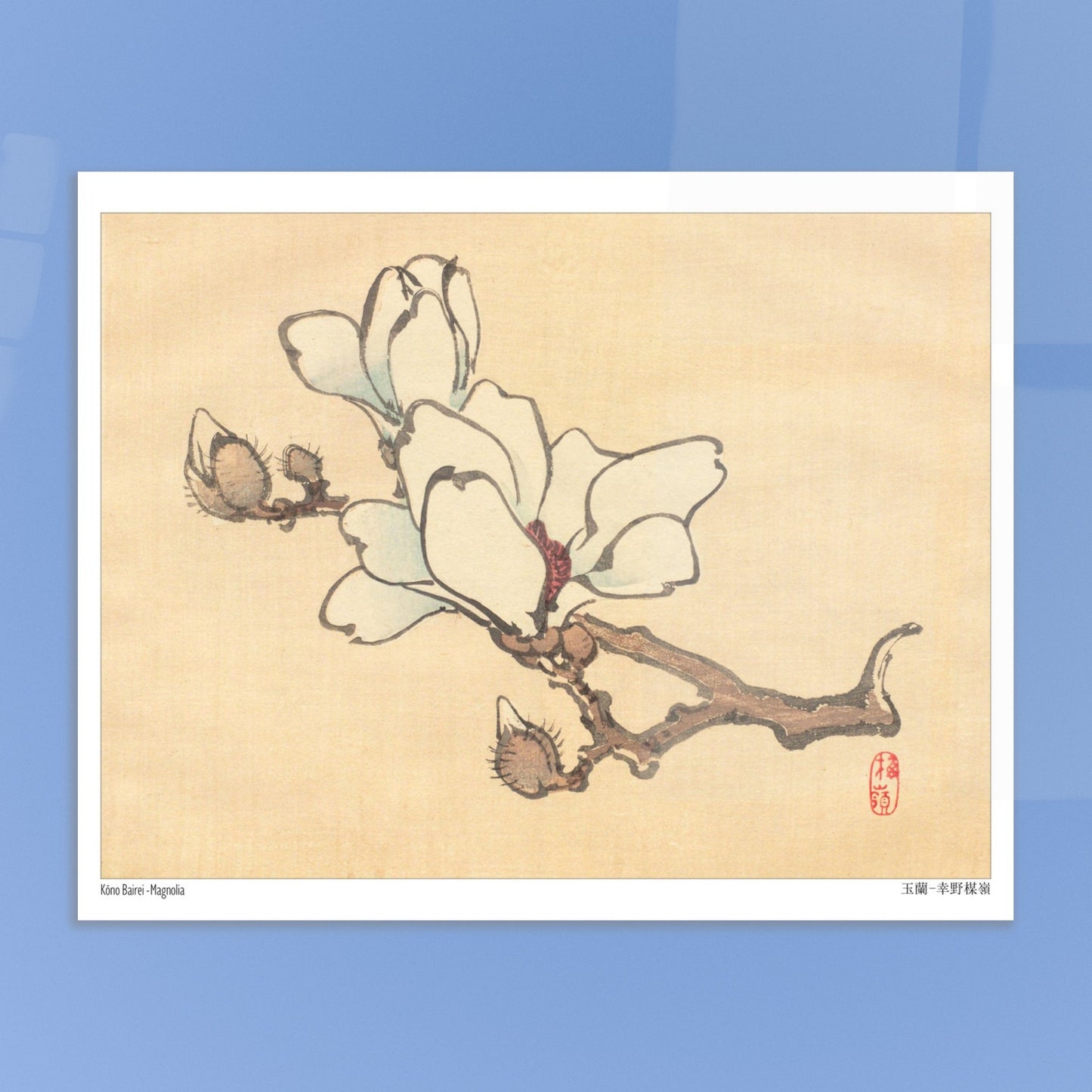 Illustration Botanique de Magnolia en Fleur par Kōno Bairei (20x25 cm). Illustration botanique de Kōno Bairei montrant une branche de magnolia avec des fleurs blanches et des bourgeons, sur fond beige.