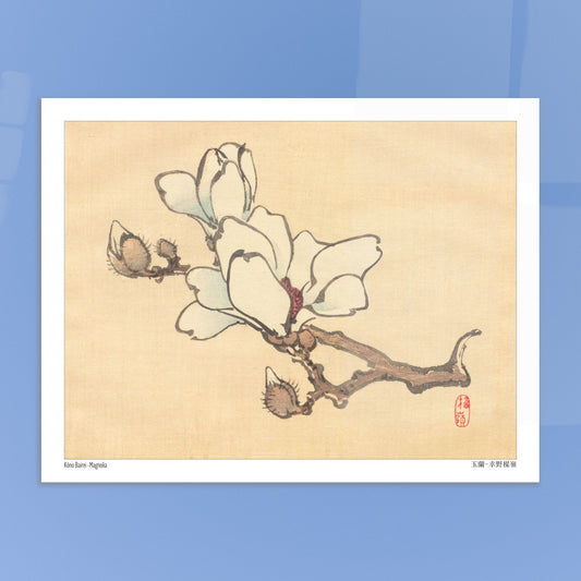 Illustration Botanique de Magnolia en Fleur par Kōno Bairei (27x35 cm). Illustration botanique de Kōno Bairei montrant une branche de magnolia avec des fleurs blanches et des bourgeons, sur fond beige.