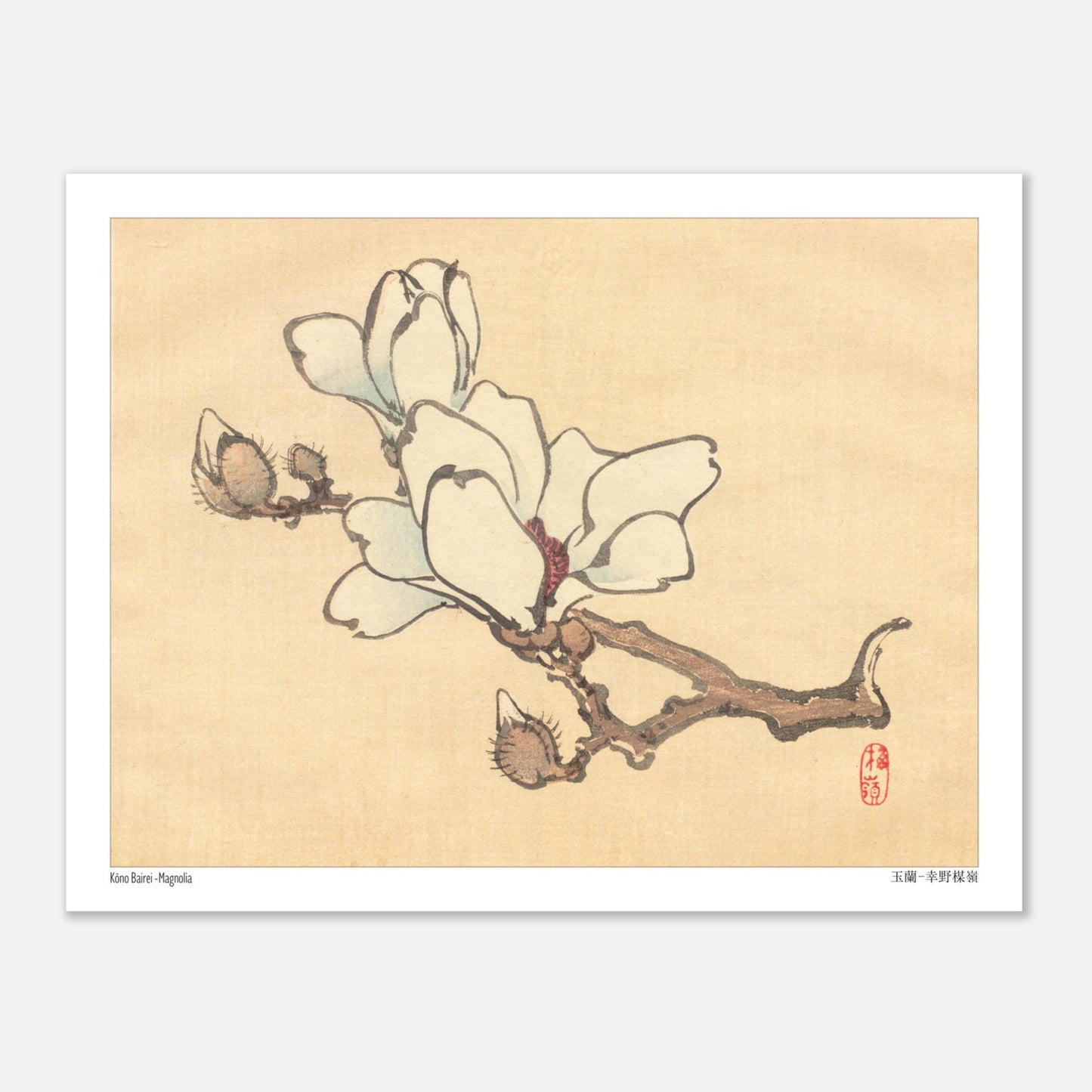 Illustration Botanique de Magnolia en Fleur par Kōno Bairei. Illustration botanique de Kōno Bairei montrant une branche de magnolia avec des fleurs blanches et des bourgeons, sur fond beige. Image d'illustration 5
