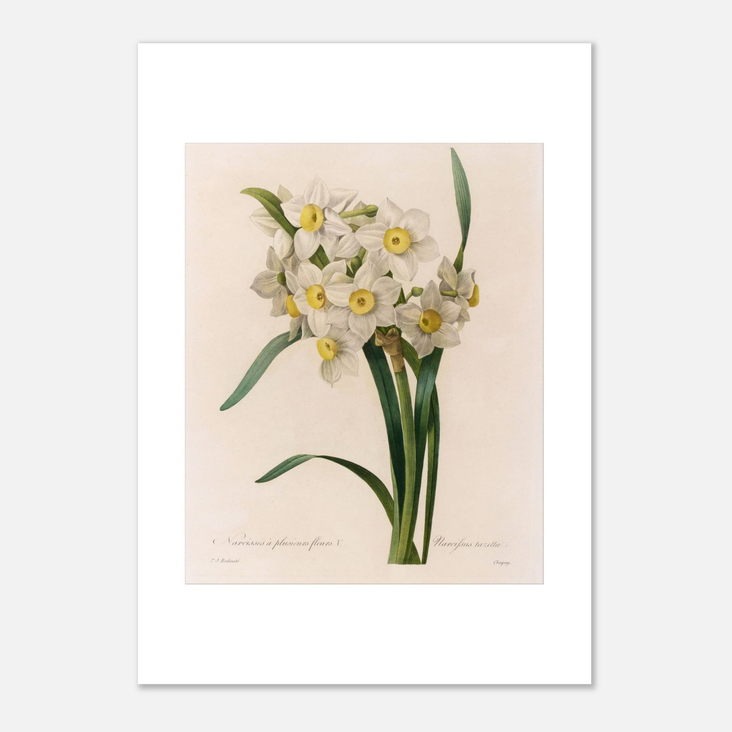 Illustration botanique Narcisse à Plusieurs Fleurs, autre variété par Pierre-Joseph Redouté (21x29,7 cm (A4)). Illustration botanique ancienne de Narcisse à plusieurs fleurs par Pierre-Joseph Redouté, présentant un bouquet de petites fleurs blanches à cœur jaune.