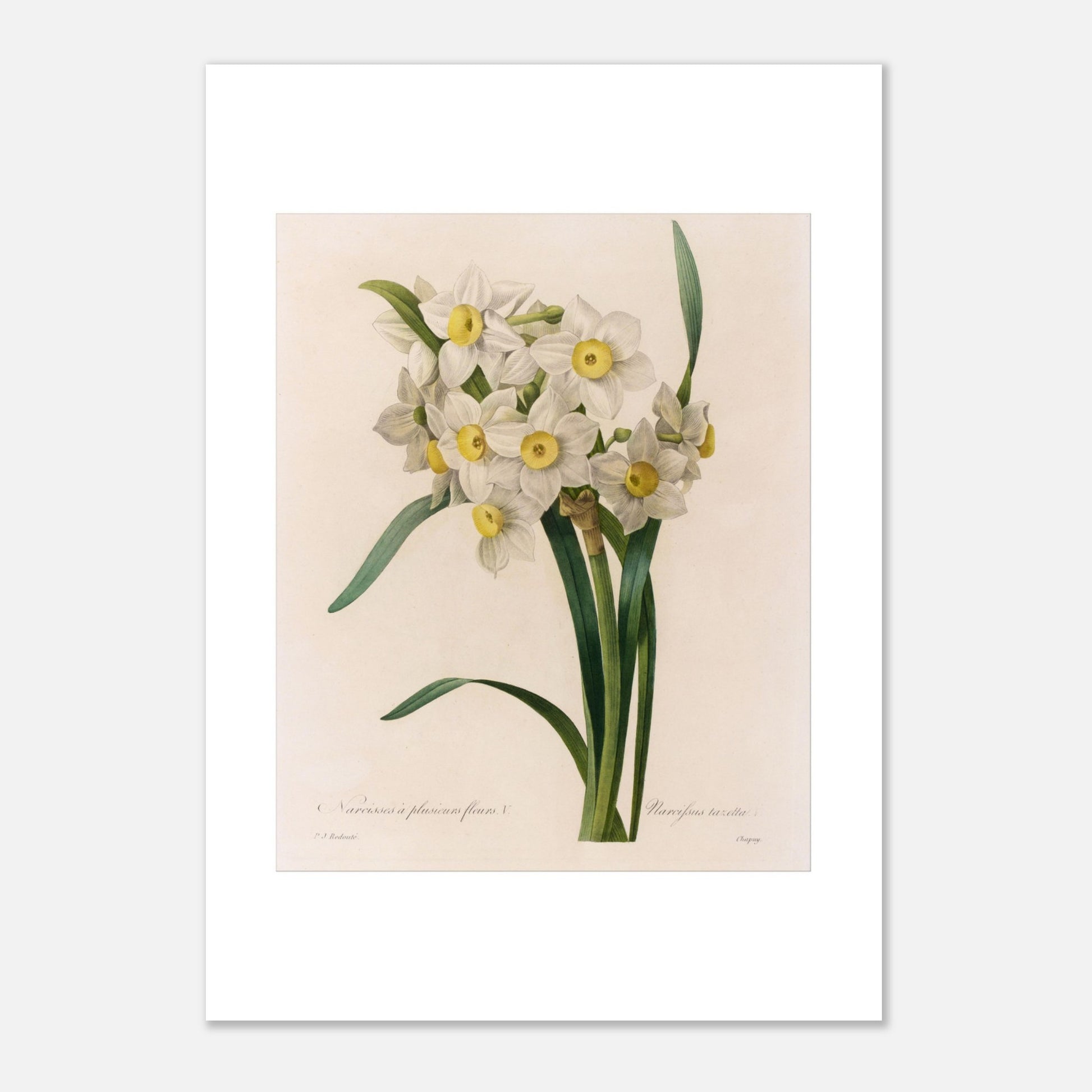 Illustration botanique Narcisse à Plusieurs Fleurs, autre variété par Pierre-Joseph Redouté (21x29,7 cm (A4)). Illustration botanique ancienne de Narcisse à plusieurs fleurs par Pierre-Joseph Redouté, présentant un bouquet de petites fleurs blanches à cœur jaune.