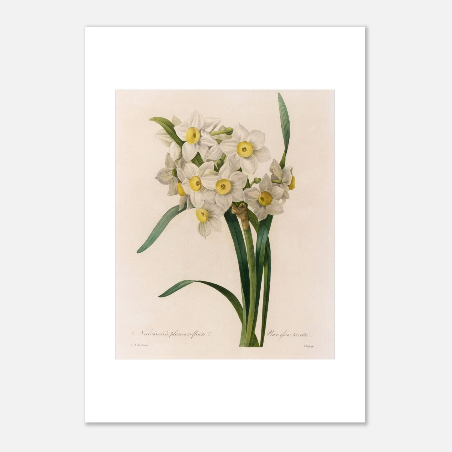 Illustration botanique Narcisse à Plusieurs Fleurs, autre variété par Pierre-Joseph Redouté (29,7x42 cm (A3)). Illustration botanique ancienne de Narcisse à plusieurs fleurs par Pierre-Joseph Redouté, présentant un bouquet de petites fleurs blanches à cœur jaune.