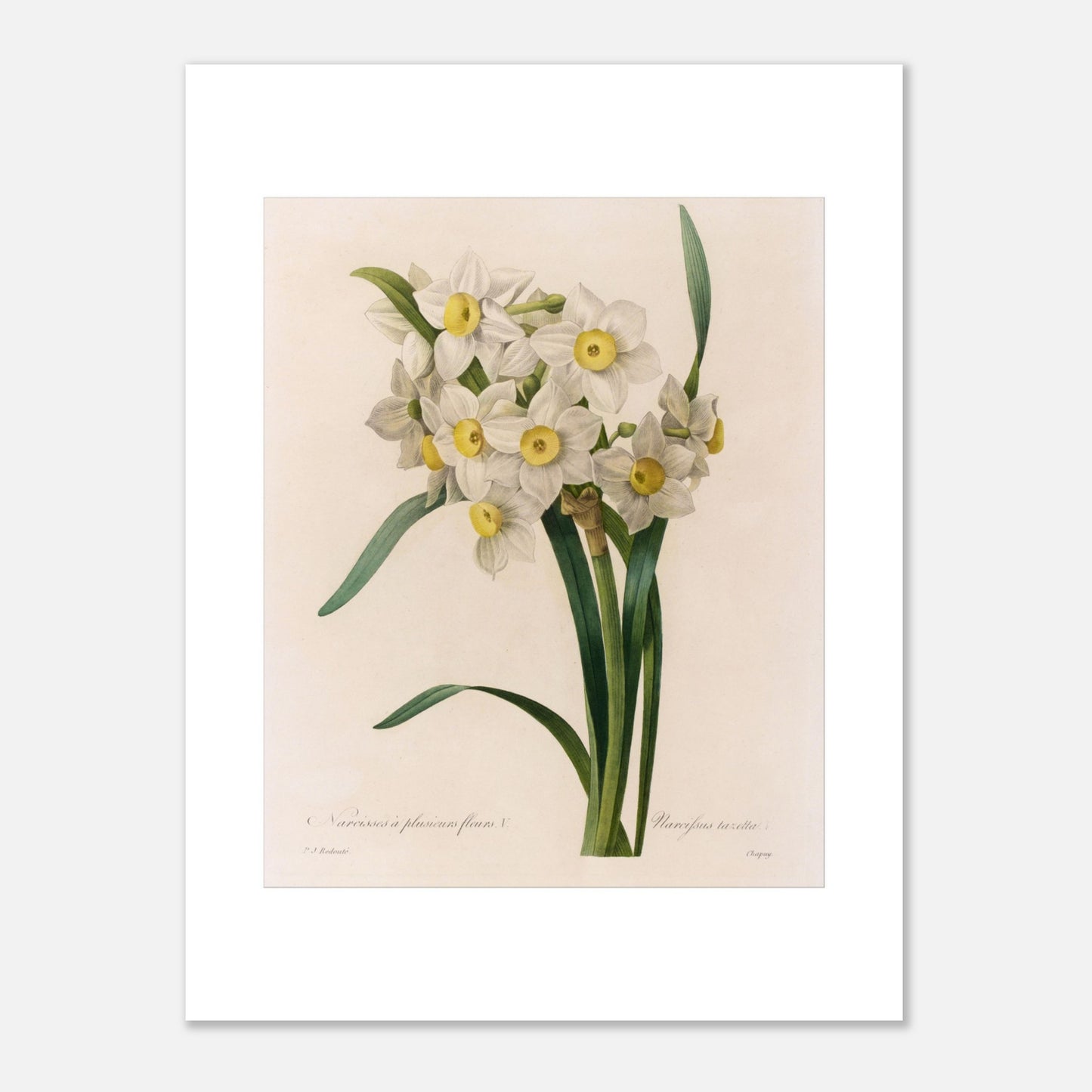 Illustration botanique Narcisse à Plusieurs Fleurs, autre variété par Pierre-Joseph Redouté (30x40 cm). Illustration botanique ancienne de Narcisse à plusieurs fleurs par Pierre-Joseph Redouté, présentant un bouquet de petites fleurs blanches à cœur jaune.