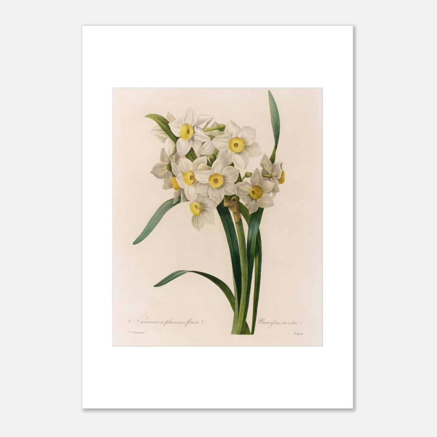 Illustration botanique Narcisse à Plusieurs Fleurs, autre variété par Pierre-Joseph Redouté (42x59,4 cm (A2)). Illustration botanique ancienne de Narcisse à plusieurs fleurs par Pierre-Joseph Redouté, présentant un bouquet de petites fleurs blanches à cœur jaune.