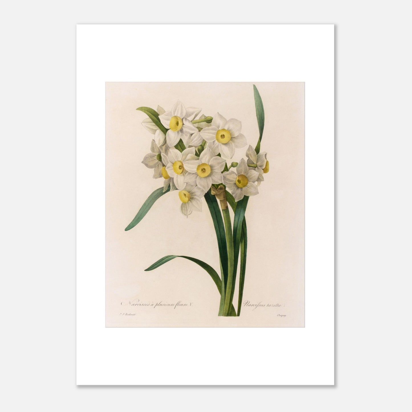 Illustration botanique Narcisse à Plusieurs Fleurs, autre variété par Pierre-Joseph Redouté (50x70 cm). Illustration botanique ancienne de Narcisse à plusieurs fleurs par Pierre-Joseph Redouté, présentant un bouquet de petites fleurs blanches à cœur jaune.