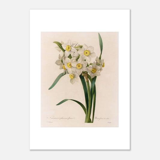 Illustration botanique Narcisse à Plusieurs Fleurs, autre variété par Pierre-Joseph Redouté (50x70 cm). Illustration botanique ancienne de Narcisse à plusieurs fleurs par Pierre-Joseph Redouté, présentant un bouquet de petites fleurs blanches à cœur jaune.