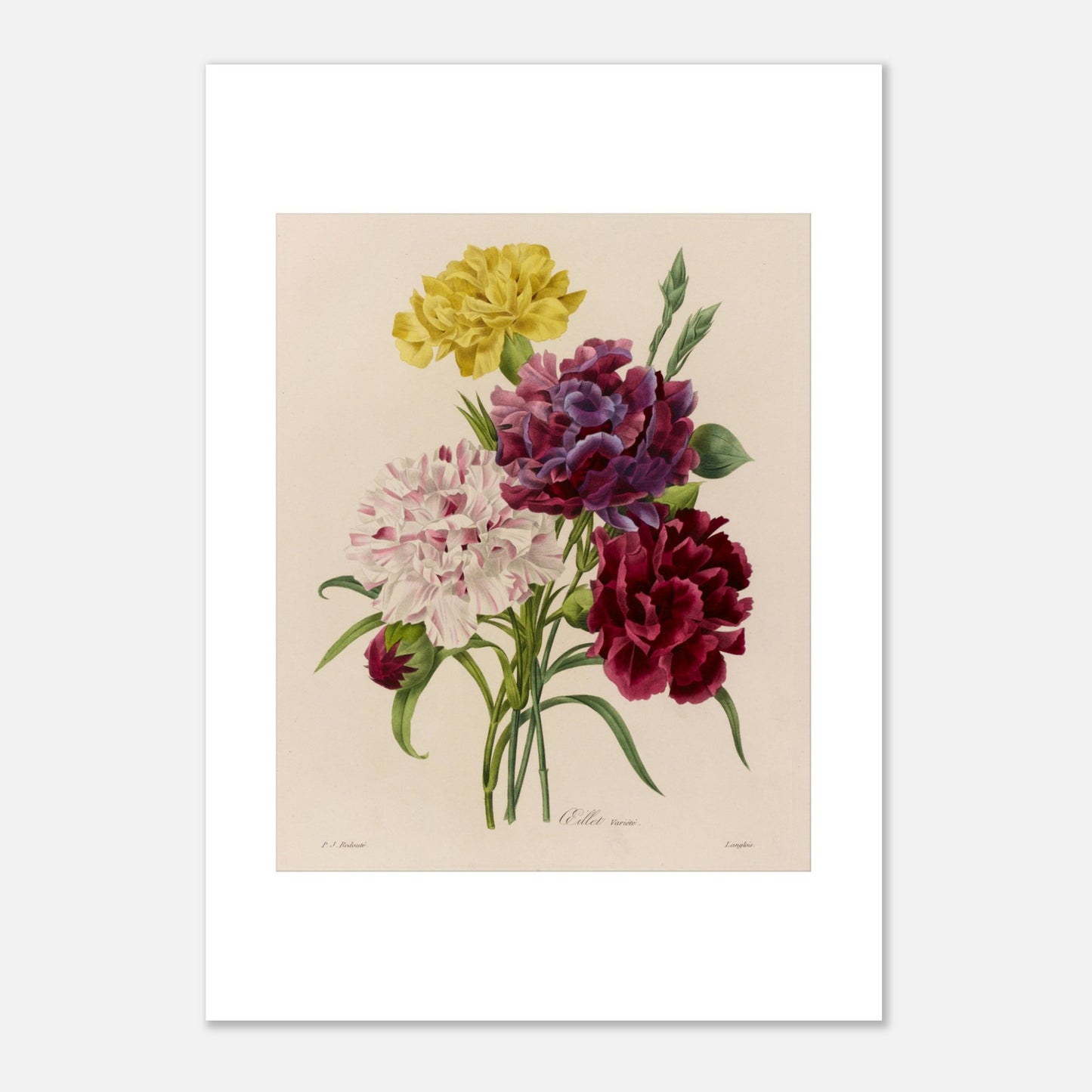 Planche botanique Oeillet Variété (Dianthus) de Redouté (21x29,7 cm (A4)). Planche botanique de Pierre-Joseph Redouté représentant un bouquet d'œillets aux couleurs variées : blanc strié de rose, violet et bordeaux, avec des feuilles vertes.