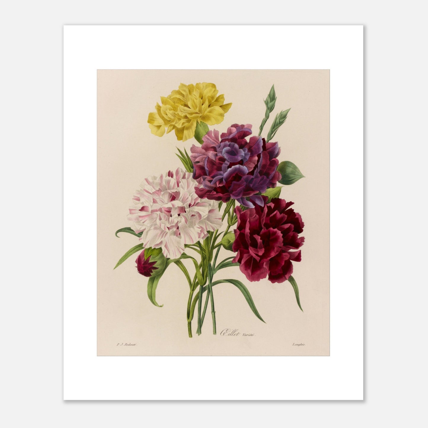 Planche botanique Oeillet Variété (Dianthus) de Redouté (40x50 cm). Planche botanique de Pierre-Joseph Redouté représentant un bouquet d'œillets aux couleurs variées : blanc strié de rose, violet et bordeaux, avec des feuilles vertes.