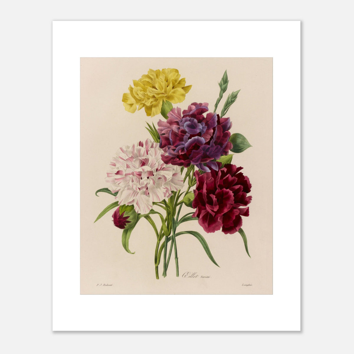 Botanische Tafel Nelken-Varietät (Dianthus) von Redouté (40x50 cm). Botanische Tafel von Pierre-Joseph Redouté mit einem Strauß Nelken in verschiedenen Farben: weiß, rosa gestreift, lila und burgunderrot, mit grünen Blättern.
