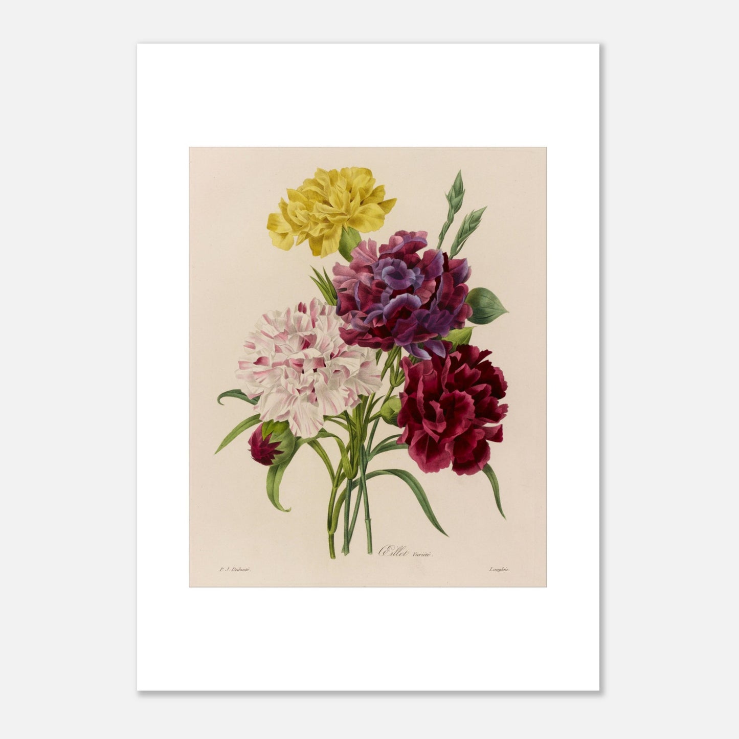 Planche botanique Oeillet Variété (Dianthus) de Redouté (50x70 cm). Planche botanique de Pierre-Joseph Redouté représentant un bouquet d'œillets aux couleurs variées : blanc strié de rose, violet et bordeaux, avec des feuilles vertes.