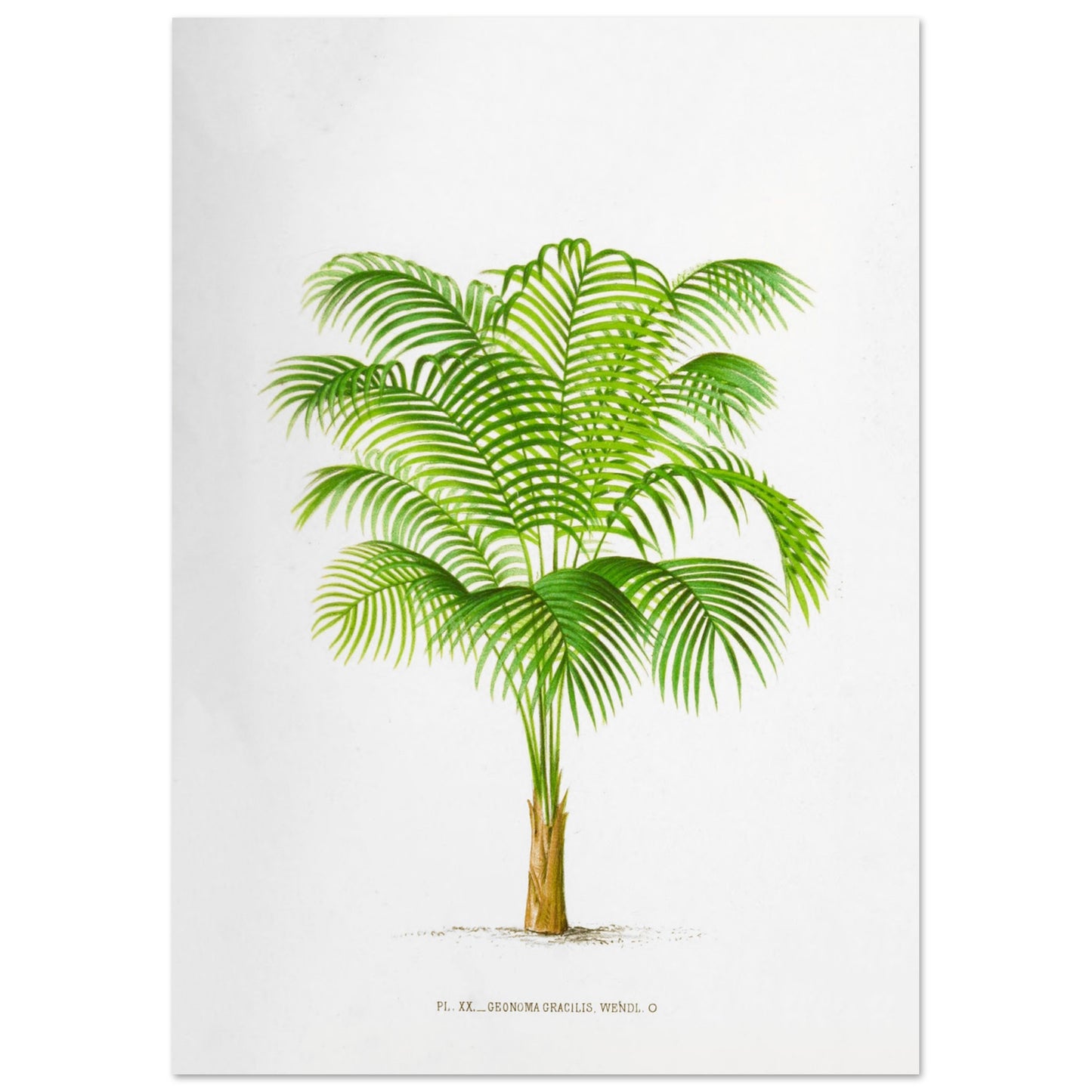 Geonoma Gracilis - Illustration botanique ancienne de palmier de l'Amazone (29,7x42 cm (A3)). Illustration botanique ancienne d'un palmier Geonoma Gracilis aux feuilles vertes.