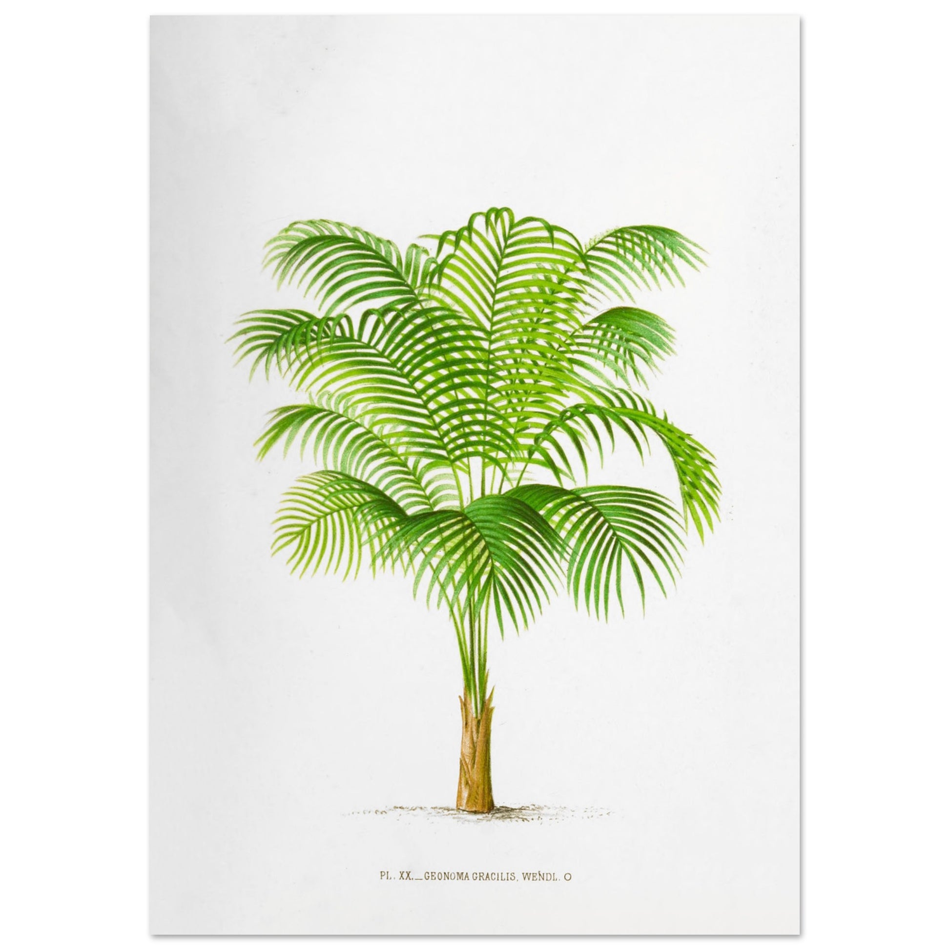 Geonoma Gracilis - Illustration botanique ancienne de palmier de l'Amazone (29,7x42 cm (A3)). Illustration botanique ancienne d'un palmier Geonoma Gracilis aux feuilles vertes.
