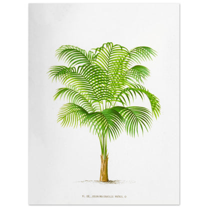 Geonoma Gracilis - Illustration botanique ancienne de palmier de l'Amazone (30x40 cm). Illustration botanique ancienne d'un palmier Geonoma Gracilis aux feuilles vertes.