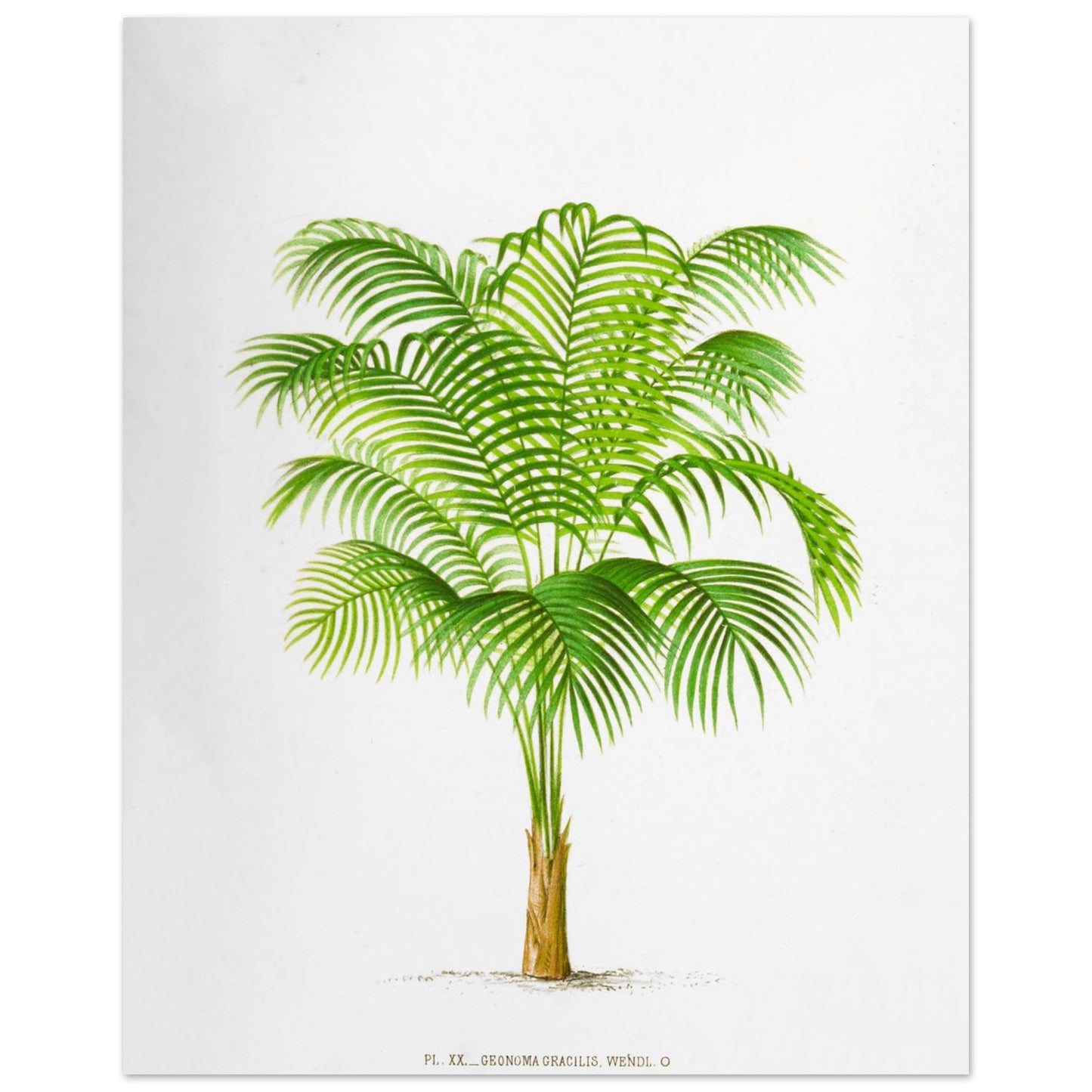Geonoma Gracilis - Illustration botanique ancienne de palmier de l'Amazone (40x50 cm). Illustration botanique ancienne d'un palmier Geonoma Gracilis aux feuilles vertes.