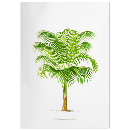 Geonoma Gracilis - Illustration botanique ancienne de palmier de l'Amazone (59,4x84,1 cm (A1)). Illustration botanique ancienne d'un palmier Geonoma Gracilis aux feuilles vertes.