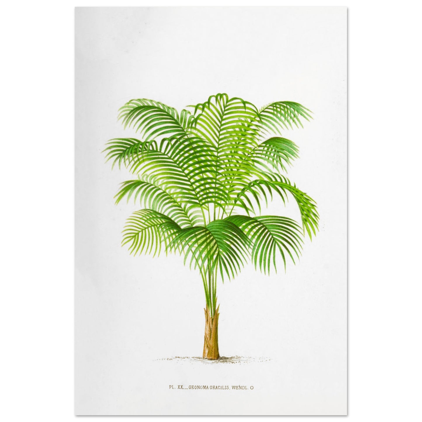 Geonoma Gracilis - Illustration botanique ancienne de palmier de l'Amazone (60x90 cm). Illustration botanique ancienne d'un palmier Geonoma Gracilis aux feuilles vertes.