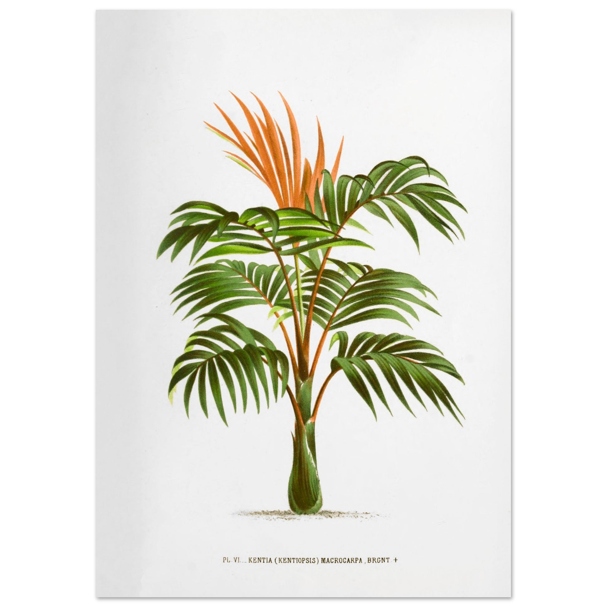 Kentia Macrocarpa - Illustration botanique ancienne de palmier (29,7x42 cm (A3)). Illustration botanique ancienne d'un palmier Kentia Macrocarpa (Kentiopsis) aux feuilles vertes et aux inflorescences orange.