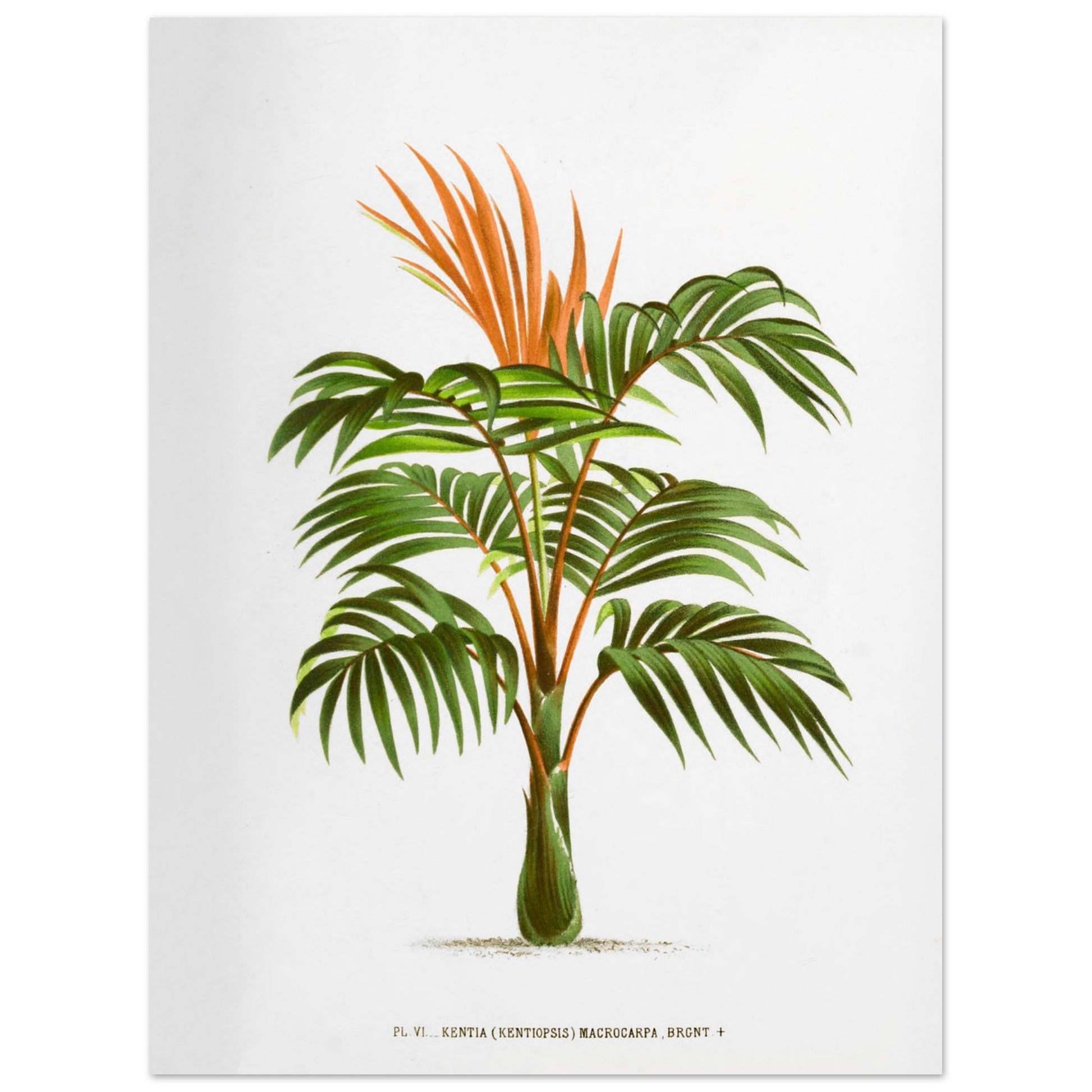 Kentia Macrocarpa - Illustration botanique ancienne de palmier (30x40 cm). Illustration botanique ancienne d'un palmier Kentia Macrocarpa (Kentiopsis) aux feuilles vertes et aux inflorescences orange.
