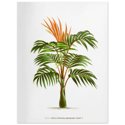 Kentia Macrocarpa - Illustration botanique ancienne de palmier (30x40 cm). Illustration botanique ancienne d'un palmier Kentia Macrocarpa (Kentiopsis) aux feuilles vertes et aux inflorescences orange.
