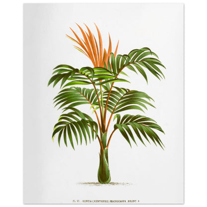 Kentia Macrocarpa - Illustration botanique ancienne de palmier (40x50 cm). Illustration botanique ancienne d'un palmier Kentia Macrocarpa (Kentiopsis) aux feuilles vertes et aux inflorescences orange.
