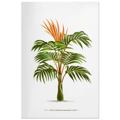 Kentia Macrocarpa - Illustration botanique ancienne de palmier (60x90 cm). Illustration botanique ancienne d'un palmier Kentia Macrocarpa (Kentiopsis) aux feuilles vertes et aux inflorescences orange.