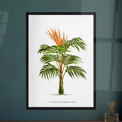 Kentia Macrocarpa - Illustration botanique ancienne de palmier. Illustration botanique ancienne d'un palmier Kentia Macrocarpa (Kentiopsis) aux feuilles vertes et aux inflorescences orange. Image d'illustration 8